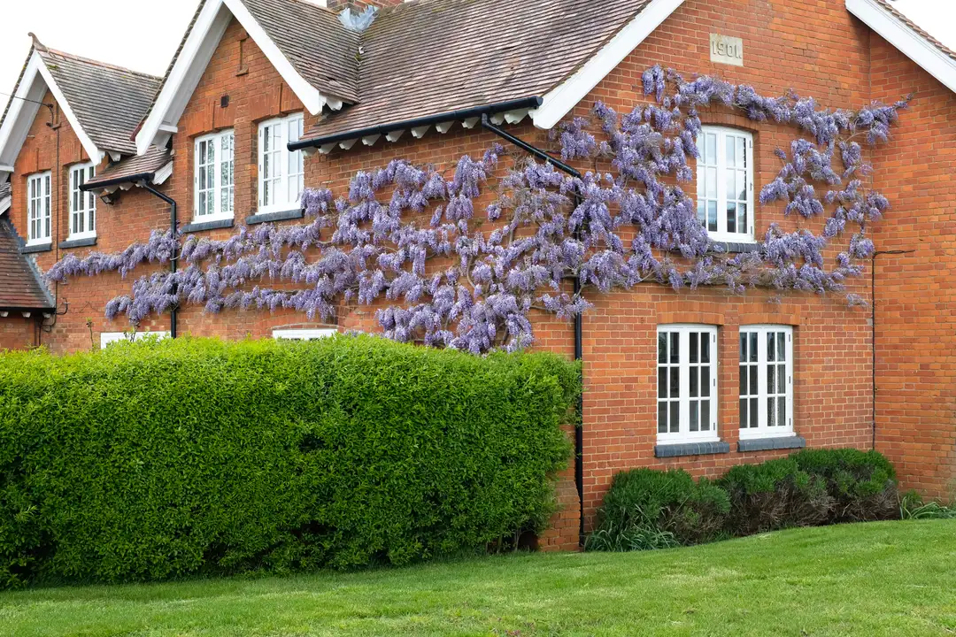 Transform Your Lawn: Top Dressing & Overseeding Services Transform Your Lawn: Top Dressing & Overseeding Services